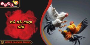 Đá Gà Chọi Nòi - Tinh Hoa Chiến Kê, Đam Mê Đầy Bất Tận